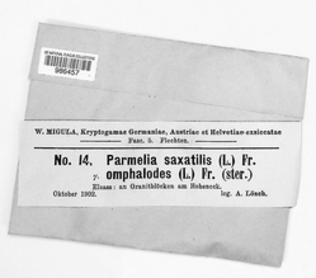 Parmelia saxatilis image